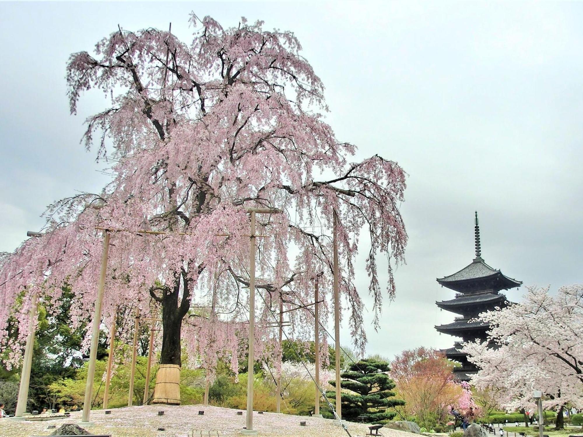 Stay Sakura Kyoto Higashi Hongan-Ji I Exteriör bild
